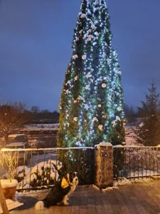 Einschalten der Lichter am Weihnachtsbaum