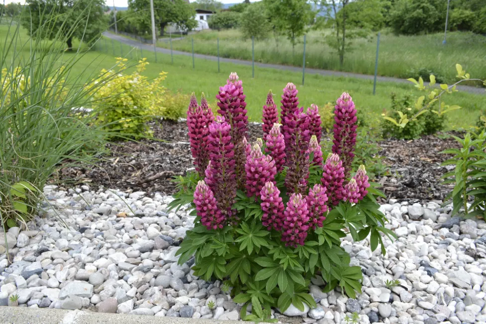 Garten & Bepflanzung