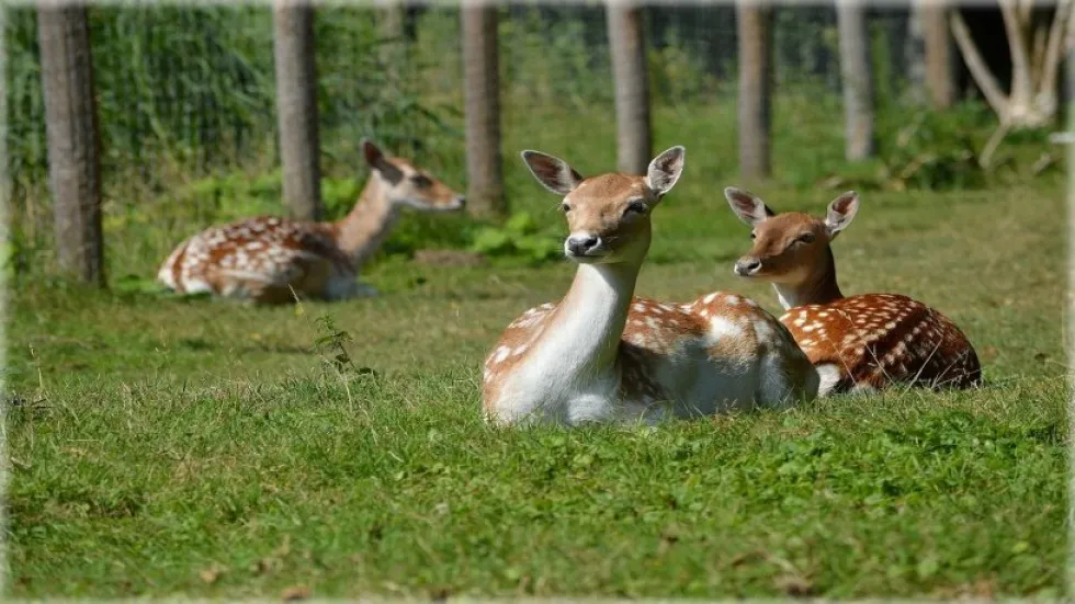 Unsere Tiere / Pet-Therapie