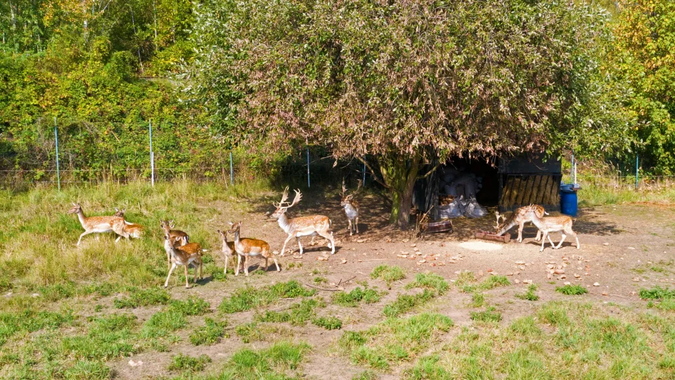 Unsere Tiere / Pet-Therapie