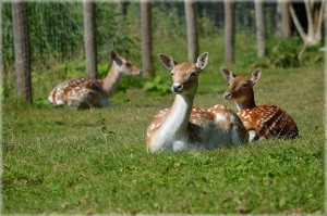 Unser Damwild