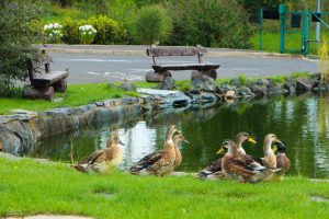 Unsere Ente